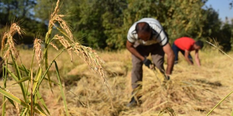 Çukurca’da çiftçiler ata tohumundan ürettikleri çeltiğin hasadını el birliğiyle yapıyor