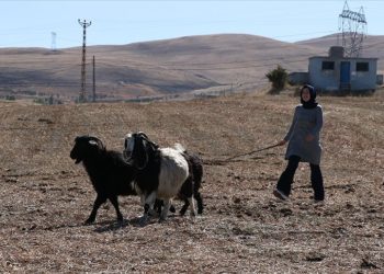 Şehirden köyüne dönen kadın mühendis, devlet desteğiyle besici oldu