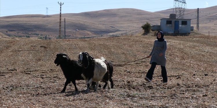 Şehirden köyüne dönen kadın mühendis, devlet desteğiyle besici oldu