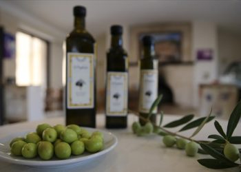 Deyrulzafaran Manastırı’nın bahçesinde yetiştirilen zeytinin hasadı verimli geçiyor