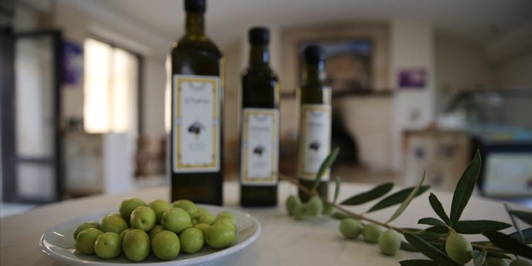 Deyrulzafaran Manastırı’nın bahçesinde yetiştirilen zeytinin hasadı verimli geçiyor