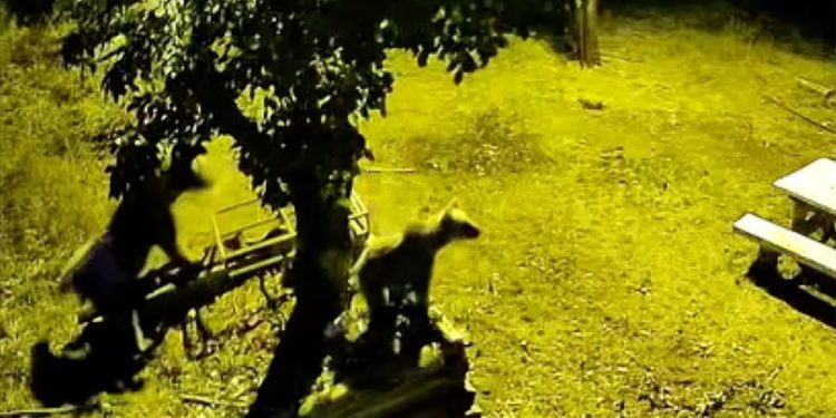 Kastamonu'da armut ağacına çıkan ayılar kameraya yansıdı