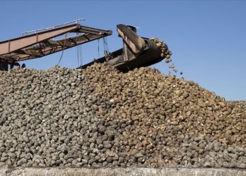 Şeker üretimi ülke ihtiyacını karşılayacak seviyede