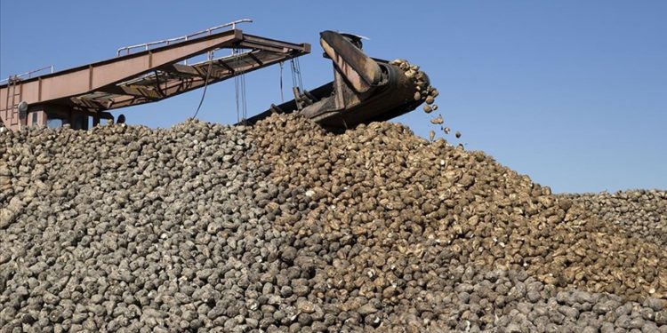 Şeker üretimi ülke ihtiyacını karşılayacak seviyede