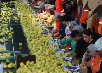 Çukurova’da iklim şartlarının uygun gitmesi narenciyede rekolte beklentisini artırdı