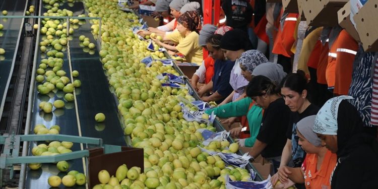 Çukurova’da iklim şartlarının uygun gitmesi narenciyede rekolte beklentisini artırdı