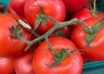 Türkiye’nin 9 aylık domates ihracatı 2022’nin tamamındaki dış satımı geçti