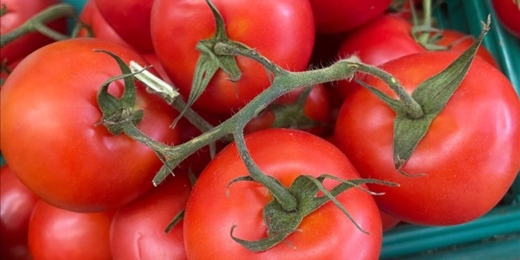 Türkiye’nin 9 aylık domates ihracatı 2022’nin tamamındaki dış satımı geçti