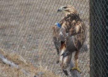 Gönüllü veteriner fakültesi öğrencileri yaban hayvanlarının iyileşmesi için çabalıyor
