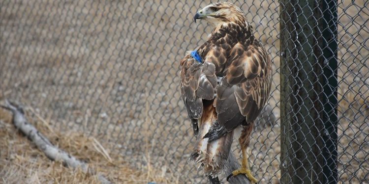 Gönüllü veteriner fakültesi öğrencileri yaban hayvanlarının iyileşmesi için çabalıyor
