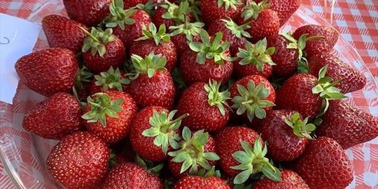 İskilip çileği coğrafi işaretle tescillendi