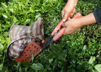 Çay ihracatı 9 ayda 2022’nin aynı dönemine göre yüzde 23 fazla kazandırdı