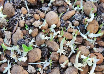 Muğla’da kültür bahçelerinde salep yetiştiren üreticiler talebe yetişemiyor