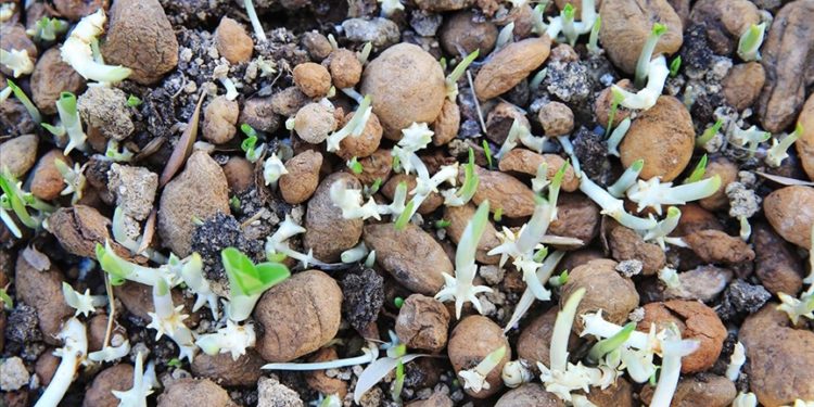 Muğla’da kültür bahçelerinde salep yetiştiren üreticiler talebe yetişemiyor