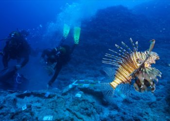 Antalya’daki batıkta arkeologların çalışmalarına zehirli aslan balıkları da eşlik etti