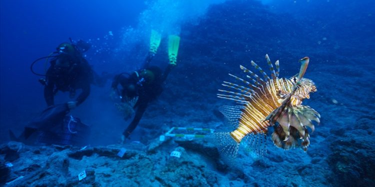 Antalya’daki batıkta arkeologların çalışmalarına zehirli aslan balıkları da eşlik etti