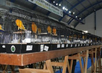 Balıkesir'de en güzel kanaryalar yarıştı