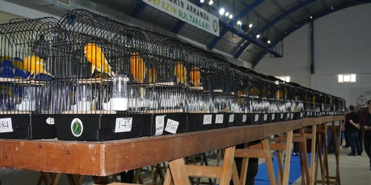Balıkesir'de en güzel kanaryalar yarıştı