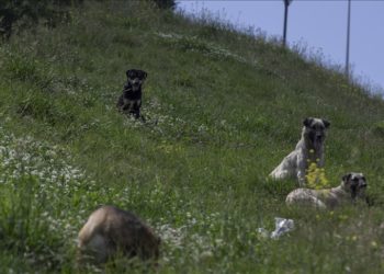Vatandaşlar TBMM’ye en çok sahipsiz köpeklerden dert yandı