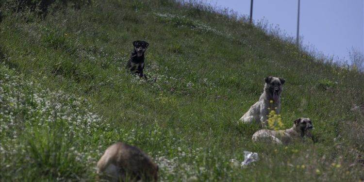 Vatandaşlar TBMM’ye en çok sahipsiz köpeklerden dert yandı