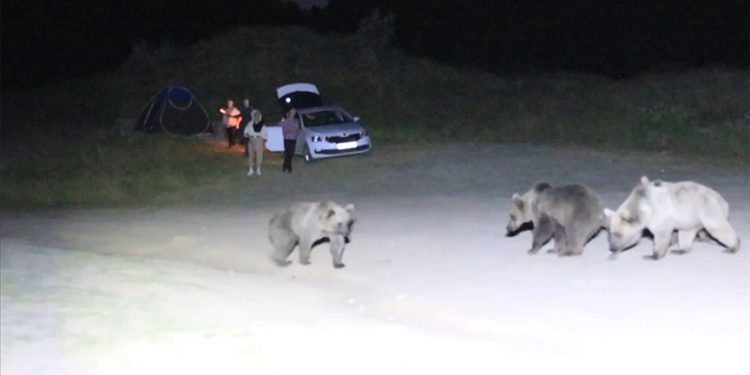Nemrut Kalderası'nda piknik yapan ailenin bozayıları uzaklaştırdığı anlar kameraya yansıdı