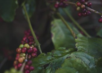 Ağaç gölgesinde yetiştirilen “Küba kahvesi” sürdürülebilir tarıma örnek oluyor