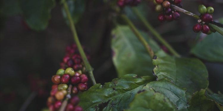 Ağaç gölgesinde yetiştirilen “Küba kahvesi” sürdürülebilir tarıma örnek oluyor