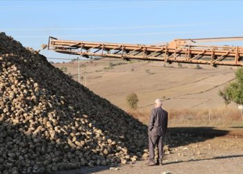 Samsun'da şeker pancarı hasadı çiftçinin yüzünü güldürüyor