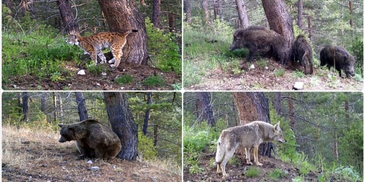 Kars'ta yaban hayvanları doğal ortamlarında 242 noktadan takip edildi