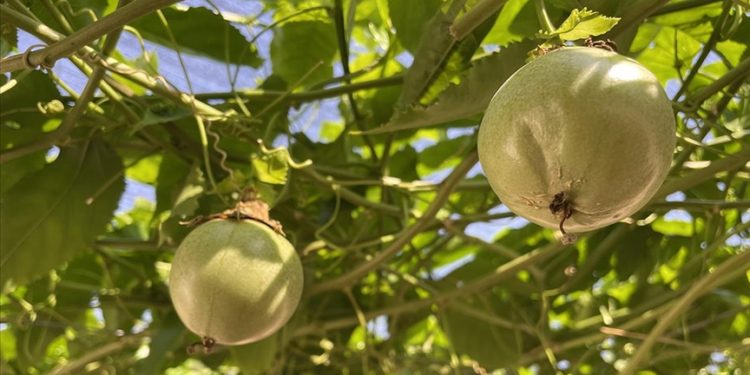 Evlerinin önüne kurdukları tropikal meyve bahçesi gelir kapıları oldu