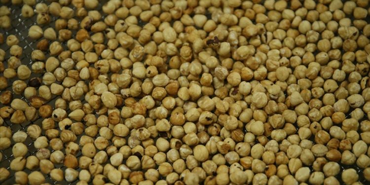 Türkiye'nin 10 aylık fındık ihracatının yüzde 31'i Trabzon'dan