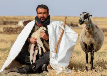 Besiciler dönüş yolculuğunu erteleyince kuzular yaylada doğdu