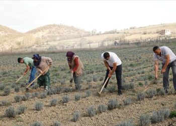 Şehirdeki işlerini bırakan iki kardeş baba topraklarında tıbbi aromatik bitki yetiştiriyor