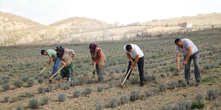 Şehirdeki işlerini bırakan iki kardeş baba topraklarında tıbbi aromatik bitki yetiştiriyor