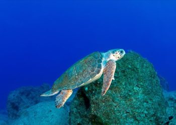 Denizlerde 28 bin kilometre yol kateden “Caretta Caretta Tuba”nın takip cihazı yenilenecek