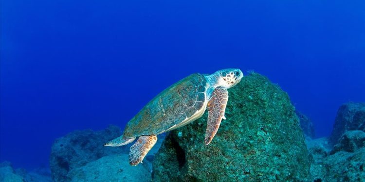 Denizlerde 28 bin kilometre yol kateden “Caretta Caretta Tuba”nın takip cihazı yenilenecek