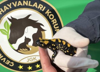 Kahramanmaraş'ta nesli tehdit altında olan "sarı benekli semender" görüldü
