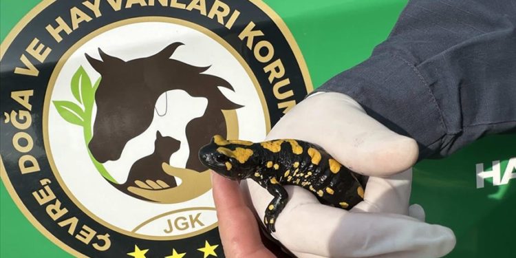 Kahramanmaraş'ta nesli tehdit altında olan "sarı benekli semender" görüldü
