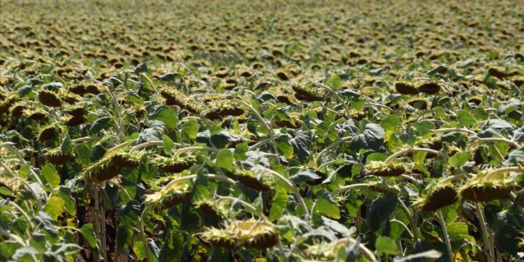 Trakya Birlik ayçiçeği alımlarını tamamladı