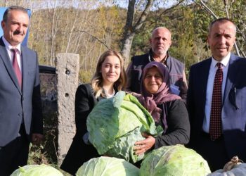Eskipazar lahanasında hedef 1250 ton rekolte