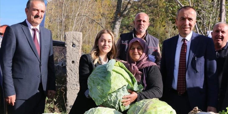 Eskipazar lahanasında hedef 1250 ton rekolte