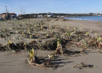 Sinop'ta koruma altındaki yüzlerce kum zambağı fırtınada zarar gördü