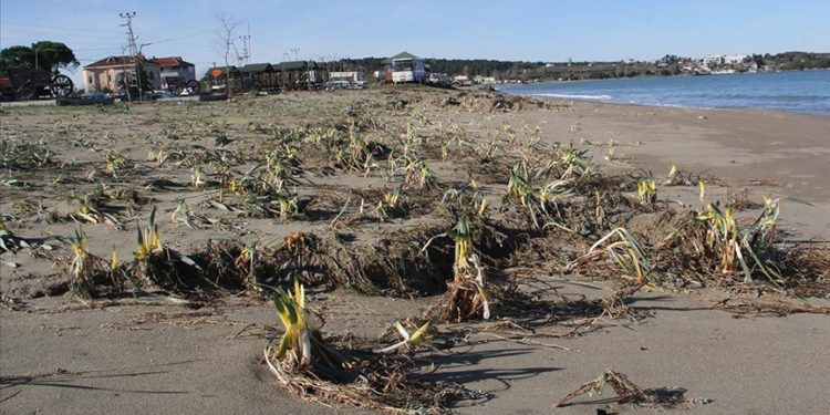 Sinop'ta koruma altındaki yüzlerce kum zambağı fırtınada zarar gördü
