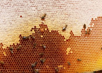 Doğu Karadeniz’in 10 aylık bal ihracatı yüzde 81 arttı