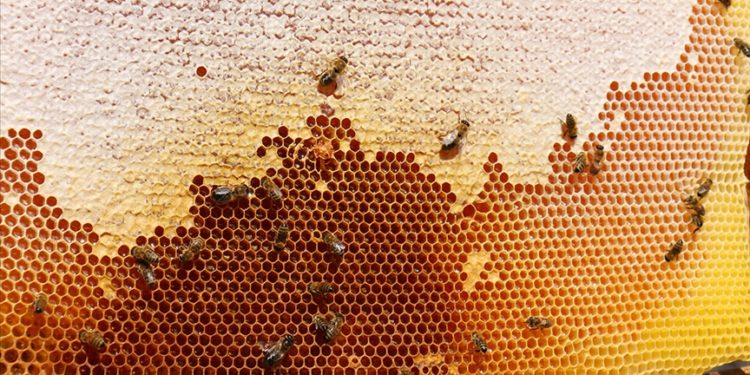 Doğu Karadeniz’in 10 aylık bal ihracatı yüzde 81 arttı