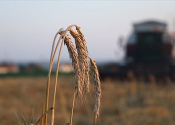 Çiftçilere 170,5 milyon liralık tarımsal destekleme ödemesi bugün yapılacak