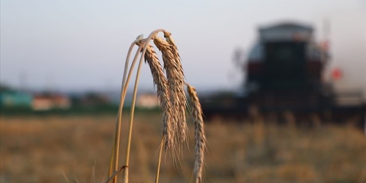 Çiftçilere 170,5 milyon liralık tarımsal destekleme ödemesi bugün yapılacak