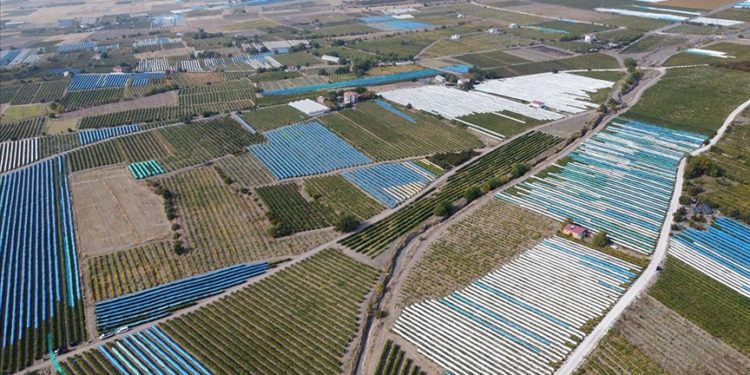 Elazığ’da üzüm bağları mavi beyaz örtüyle kaplandı