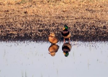 Erhacı Sulak Alanı göç döneminde 46 kuş türünün mola noktası oldu