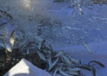 Fethiye'de 200 bin levrek yavrusu denize salındı